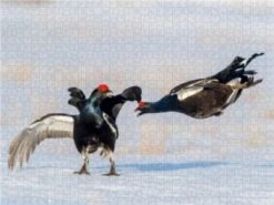 CALVENDO® Puzzle CALVENDO Puzzle Emotionale Momente: Birkwild - 1000 Teile Foto-Puzzle Für Glückliche Stunden -Spielzeug Geschaft 17255395 03