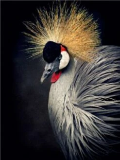 CALVENDO® Puzzle CALVENDO Puzzle Kronenkranich - 1000 Teile Foto-Puzzle Für Glückliche Stunden -Spielzeug Geschaft 17261303 03