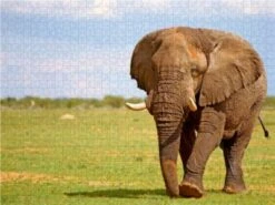 CALVENDO® Puzzle CALVENDO Puzzle Elefant Auf Tour, Namibia - 1000 Teile Foto-Puzzle Für Glückliche Stunden -Spielzeug Geschaft 17261863 03