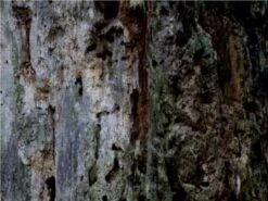 CALVENDO® Puzzle CALVENDO Puzzle Bäume Im Detail - 1000 Teile Foto-Puzzle Für Glückliche Stunden 6 CALVENDO® Puzzle CALVENDO Puzzle Bäume Im Detail - 1000 Teile Foto-Puzzle Für Glückliche Stunden -Spielzeug Geschaft 17264872 03