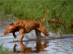 CALVENDO® Puzzle CALVENDO Puzzle Jagdfieber - 1000 Teile Foto-Puzzle Für Glückliche Stunden -Spielzeug Geschaft 17268953 03