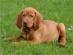 CALVENDO® Puzzle CALVENDO Puzzle Magyar Vizsla - 1000 Teile Foto-Puzzle Für Glückliche Stunden -Spielzeug Geschaft 17270068 03