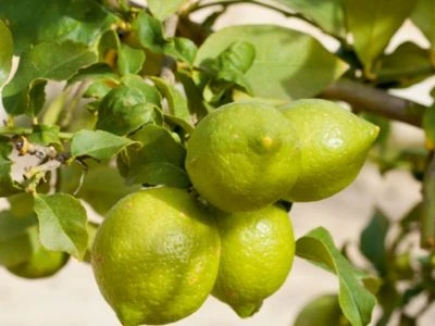 CALVENDO® Puzzle CALVENDO Puzzle Emotionale Momente: Orangen Und Zitronen. - 1000 Teile Foto-Puzzle Für Glückliche Stunden 2 CALVENDO® Puzzle CALVENDO Puzzle Emotionale Momente: Orangen Und Zitronen. - 1000 Teile Foto-Puzzle Für Glückliche Stunden - Image 2