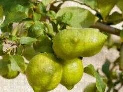 CALVENDO® Puzzle CALVENDO Puzzle Emotionale Momente: Orangen Und Zitronen. - 1000 Teile Foto-Puzzle Für Glückliche Stunden 6 CALVENDO® Puzzle CALVENDO Puzzle Emotionale Momente: Orangen Und Zitronen. - 1000 Teile Foto-Puzzle Für Glückliche Stunden -Spielzeug Geschaft 17272948 03