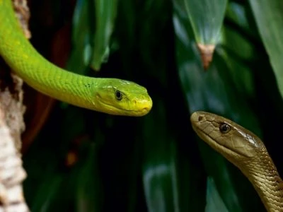 CALVENDO® Puzzle CALVENDO Puzzle Giftschlangen, Ganz Nah Dran - 1000 Teile Foto-Puzzle Für Glückliche Stunden 2 CALVENDO® Puzzle CALVENDO Puzzle Giftschlangen, Ganz Nah Dran - 1000 Teile Foto-Puzzle Für Glückliche Stunden - Image 2