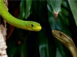 CALVENDO® Puzzle CALVENDO Puzzle Giftschlangen, Ganz Nah Dran - 1000 Teile Foto-Puzzle Für Glückliche Stunden 6 CALVENDO® Puzzle CALVENDO Puzzle Giftschlangen, Ganz Nah Dran - 1000 Teile Foto-Puzzle Für Glückliche Stunden -Spielzeug Geschaft 17279025 03