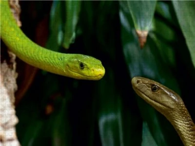 CALVENDO® Puzzle CALVENDO Puzzle Giftschlangen, Ganz Nah Dran - 1000 Teile Foto-Puzzle Für Glückliche Stunden 3 CALVENDO® Puzzle CALVENDO Puzzle Giftschlangen, Ganz Nah Dran - 1000 Teile Foto-Puzzle Für Glückliche Stunden - Image 3