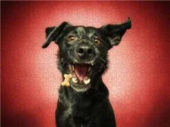 CALVENDO® Puzzle CALVENDO Puzzle Mischling - 1000 Teile Foto-Puzzle Für Glückliche Stunden -Spielzeug Geschaft 17289594 03