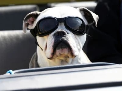 CALVENDO® Puzzle CALVENDO Puzzle Cooler Beifahrer - 1000 Teile Foto-Puzzle Für Glückliche Stunden 2 CALVENDO® Puzzle CALVENDO Puzzle Cooler Beifahrer - 1000 Teile Foto-Puzzle Für Glückliche Stunden - Image 2