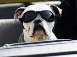 CALVENDO® Puzzle CALVENDO Puzzle Cooler Beifahrer - 1000 Teile Foto-Puzzle Für Glückliche Stunden 6 CALVENDO® Puzzle CALVENDO Puzzle Cooler Beifahrer - 1000 Teile Foto-Puzzle Für Glückliche Stunden -Spielzeug Geschaft 17289903 03