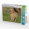 CALVENDO® Puzzle CALVENDO Puzzle Hovawart - Ein Unternehmungslustiges Hundekind - 1000 Teile Foto-Puzzle Für Glückliche Stunden