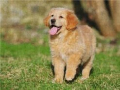 CALVENDO® Puzzle CALVENDO Puzzle Hovawart - Ein Unternehmungslustiges Hundekind - 1000 Teile Foto-Puzzle Für Glückliche Stunden -Spielzeug Geschaft 17294903 03