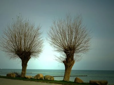 CALVENDO® Puzzle CALVENDO Puzzle Zwei Weidenbäume - 1000 Teile Foto-Puzzle Für Glückliche Stunden 2 CALVENDO® Puzzle CALVENDO Puzzle Zwei Weidenbäume - 1000 Teile Foto-Puzzle Für Glückliche Stunden - Image 2