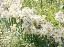 CALVENDO® Puzzle CALVENDO Puzzle Narzissen Im Beet - 1000 Teile Foto-Puzzle Für Glückliche Stunden -Spielzeug Geschaft 17332670 03