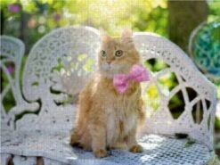 CALVENDO® Puzzle CALVENDO Puzzle Kätzchen In Der Frühlingssonne - 1000 Teile Foto-Puzzle Für Glückliche Stunden -Spielzeug Geschaft 17375649 03